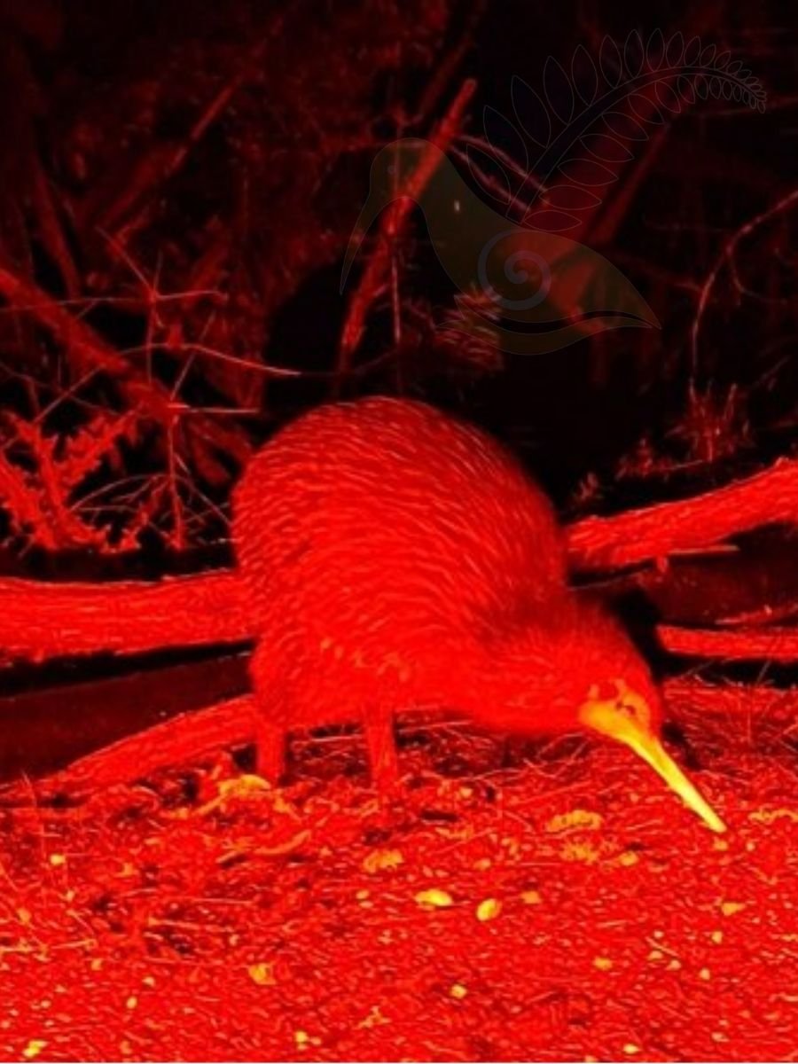 New Zealand wildlife kiwi encounter