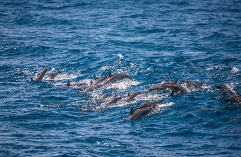 Auckland Whale & Dolphin Safari