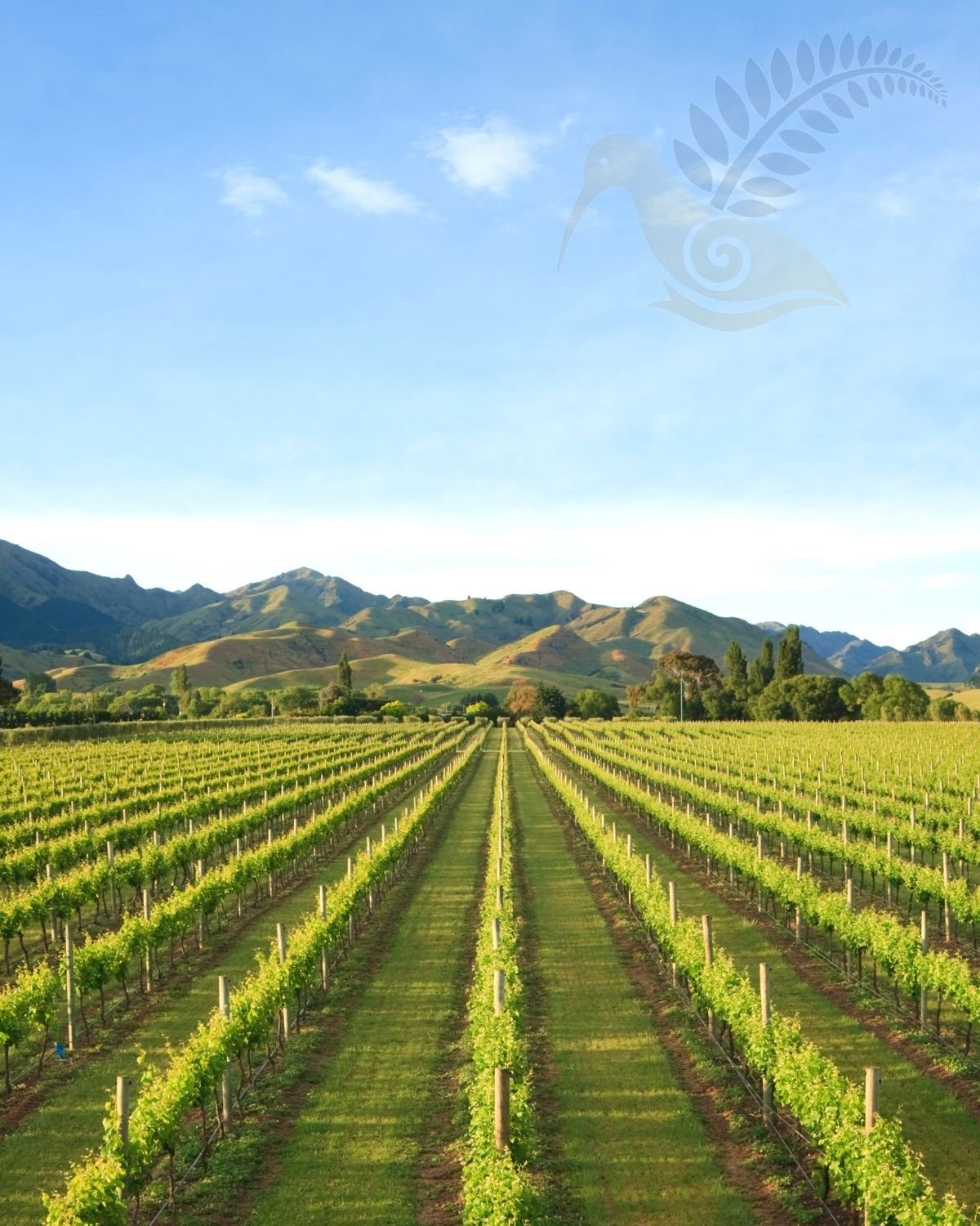 Kiwi Grand Tours on Instagram