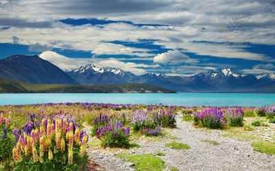Christchurch to Mt Cook via Lake Tekapo